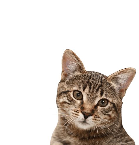 Cat Head With Stripes Png Transparent Image Download Size 975x1017px
