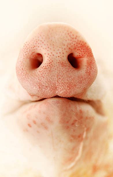 Pig Nose Stock Photos Pictures And Royalty Free Images Istock