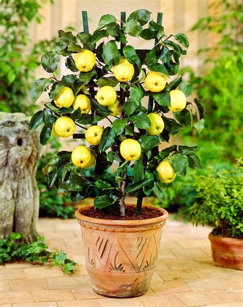 Most Productive And Easy To Grow Fruits To Grow In Pots Gardening Viral