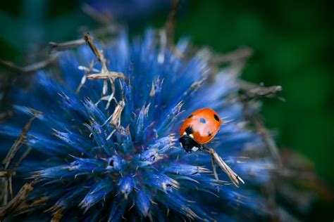 Pin By Claudia On Ladybugs Blue Flowers Ladybug Macro Photos