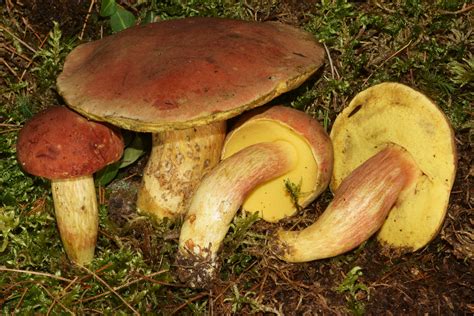 Boletus Miniato Olivaceus The Bolete Filter