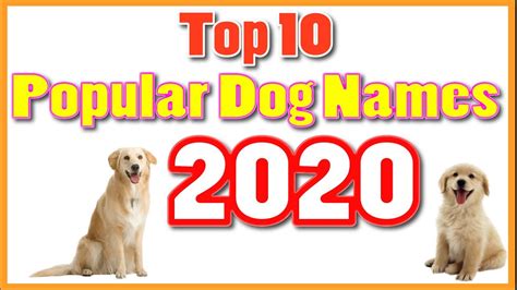 Top 10 Most Popular Dog Names 2020 With Meaning Youtube