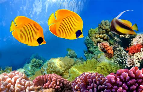Underwater Fish Fishes Ocean Sea Tropical Reef Wallpaper 4295x2771