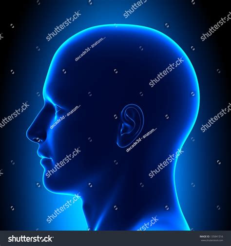 Anatomy Head Side View Blue Concept Stock Photo 135841316 Shutterstock