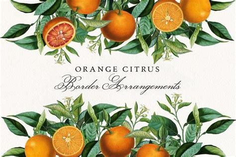 Orange Citrus Borders Png Greenery And Fruits Seamless Border Etsy