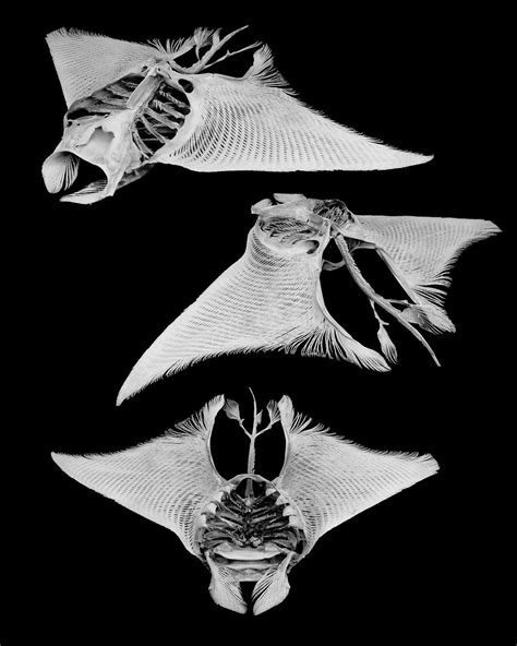Manta Ray Skeleton Cráneos De Animales Huesos De Animales Anatomía
