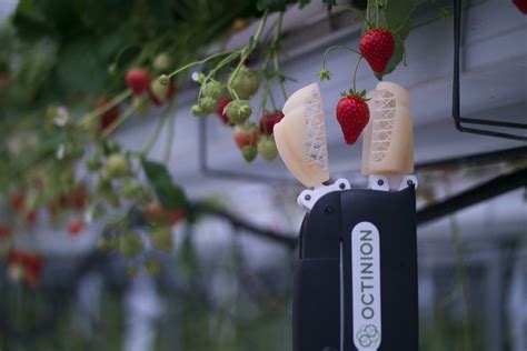 Strawberry Picking Robot By Octinion Smt Global