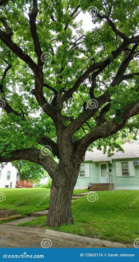 Big Green Tree Huge Winding Branches Stock Photos Free And Royalty Free