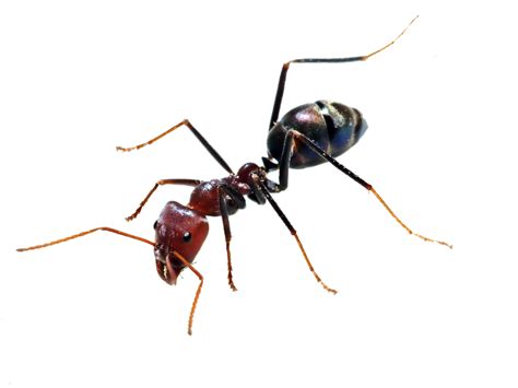 Ant Png Transparent Image Download Size 1000x750px