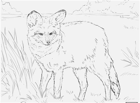 Red Fox Coloring Page At Free Printable Colorings