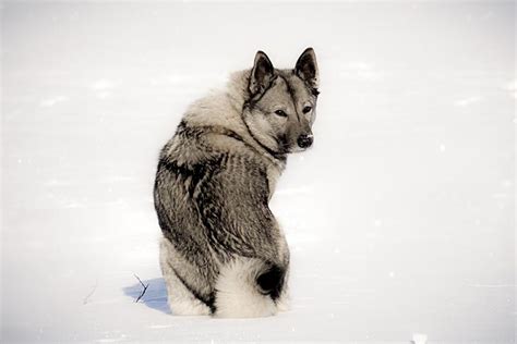 Norwegian Elkhound Dog Breed Information