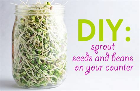 Spread out your seeds over it, nicely separated so they have room to swell and sprout. How to Sprout Seeds and Beans On Your Kitchen Counter