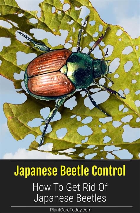 Japanese Beetle How To Get Rid Of Japanese Beetles Japanese Beetles
