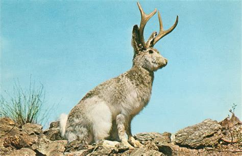 Are Jackalopes Real Inside The Legend Of The Horned Rabbit