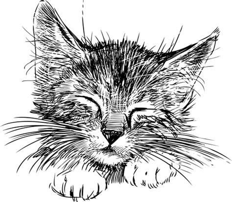 If you're a current cat owner that is thinking about getting a new kitten, you should read our helpful tips for getting cat and. Hand drawing black kittens vector 03 free download