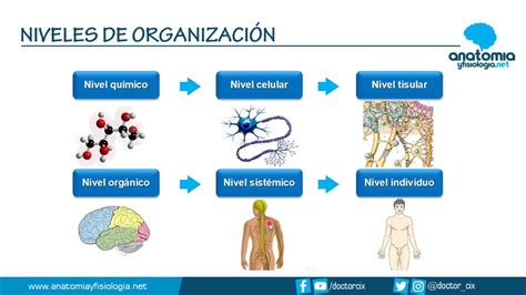 Niveles De OrganizaciÓn Corporal Resúmenes De Anatomía Y Fisiología