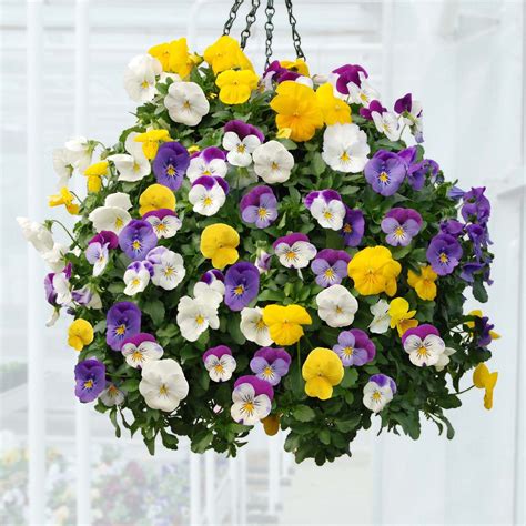 Pansies Plants For Hanging Baskets Hanging Flower Baskets Hanging