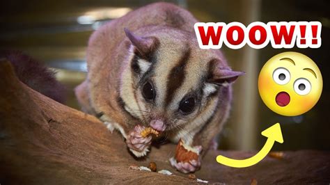 Top 10 Facts About Sugar Gliders That Will Blow Your Mind Youtube