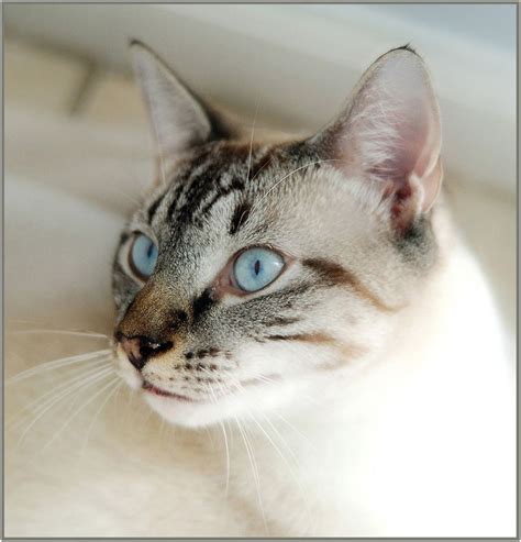 But where do these strikingly elegant these cats were once thought to belong to siamese royalty and may have been so highly valued that they were even taken as loot by burmese raiders in. Lynx point Siamese | LOVE Lynx Point Siamese! | Pinterest ...