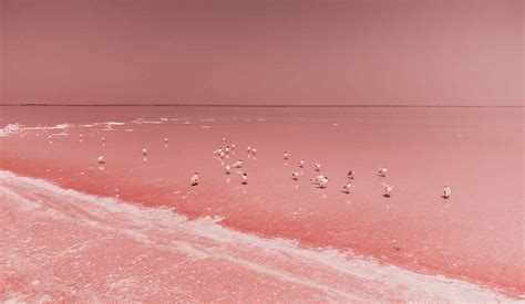 20 Amazing Pink Lakes Around The World 2024
