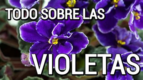 Álbum 200 Tipos De Violetas Y Sus Nombres Abzlocalmx