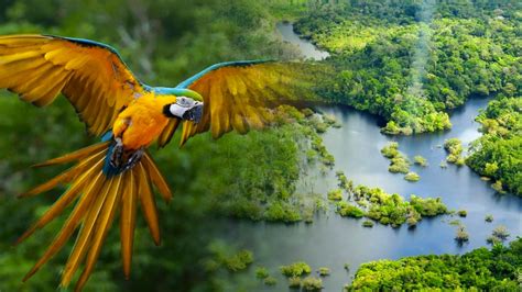 Imagens Da Amazonia