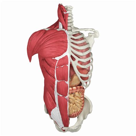 Shaded drawing of torso anatomy. Labeled Human Torso Model Diagram : torso model anatomy ...