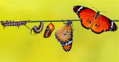 How Does A Caterpillar Turn Into A Butterfly A Z Animals
