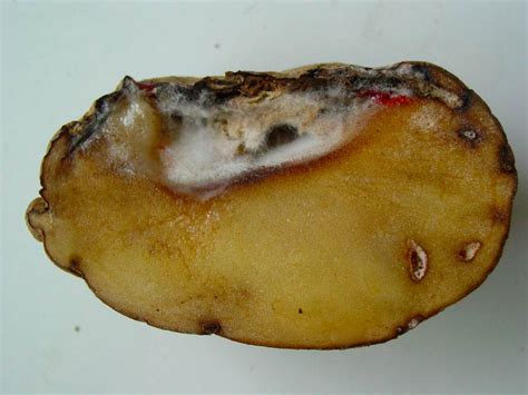Болезни картофеля описание и фото AgroFlora ru