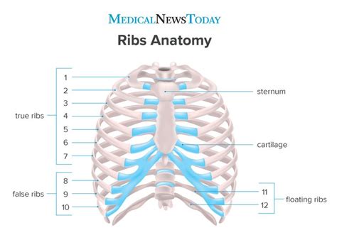 How Many Ribs Do Humans Have Men Women And Anatomy Anatomy Basic