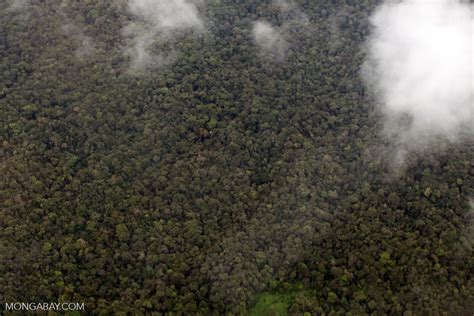 Aerial View Of Rainforest In Colombias Choco Colombia3955