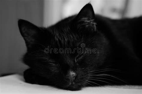 Cute Black Cat Sleeping Portrait Stock Image Image Of Portrait