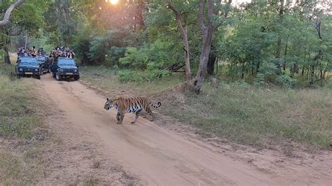 04 Tigers Sighting In Bandhavgarh Tigers Reserve YouTube