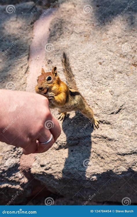 Hand Feeding Chipmunk Stock Photo Image Of Chipmunk 124704454