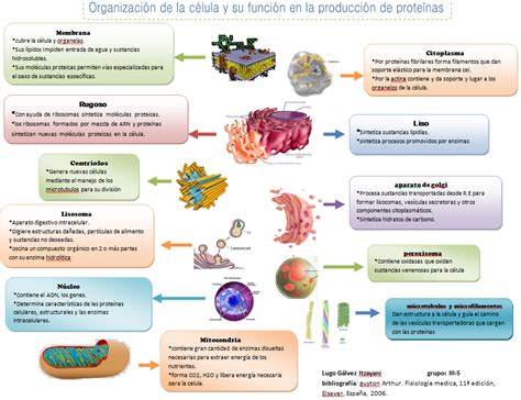 Itzayani Fisiologiabasica Organelos Celulares Y Su Funcion