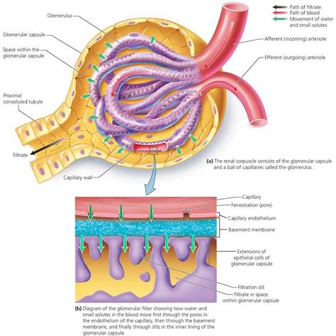 Figure 165 The Renal Corpuscle Is The Site Of Glomerular Filtration