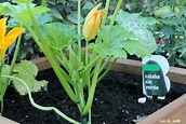Cultivo del calabacín en el huerto urbano | Guía de Jardín