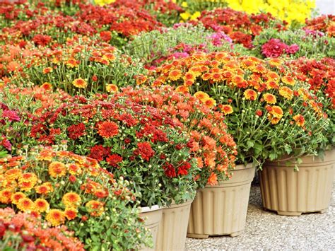 How To Grow And Care For Mums For Plenty Of Fall Color Fall Mums
