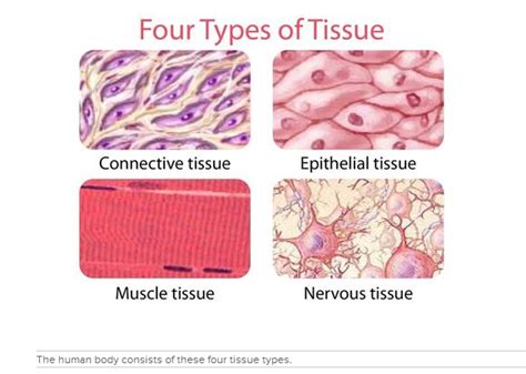 Discover The Four Types Of Tissues In Cycle 3 Science