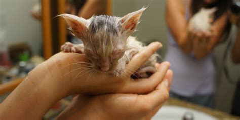 you won t believe how this kitten was rescued video huffpost