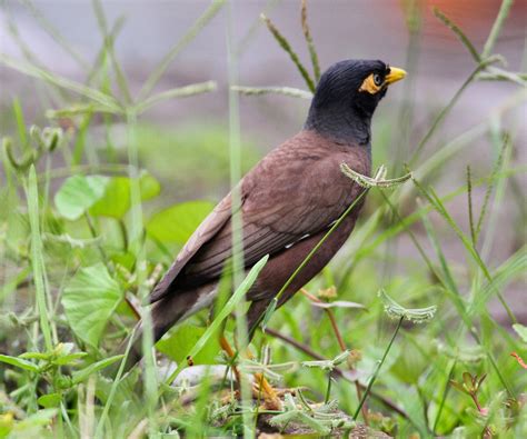 Birding Poole Harbour And Beyond 3 Nov 14 More Introduced Birds In Tahiti