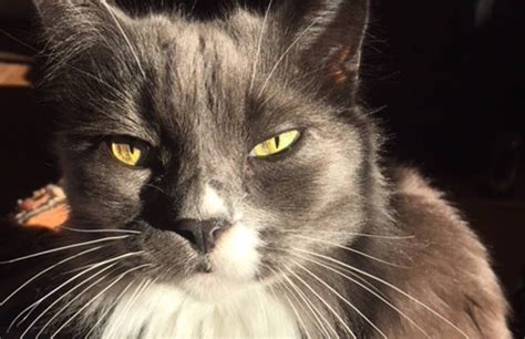 What An Older Cat Can Teach Us About Aging