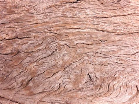 Brown Wood Texture Of An Old Tree Abstract Background Blank Template