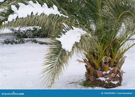 Leavs Of Palm Trees Covered With Snow Stock Photo Image Of Grass
