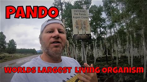 Finding Pando The Worlds Largest Living Organism And High Mountain