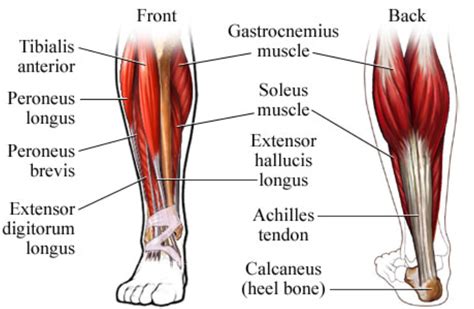 Lateral Shin Peroneus Longus Brevis And Tertius Pain John The Bodyman