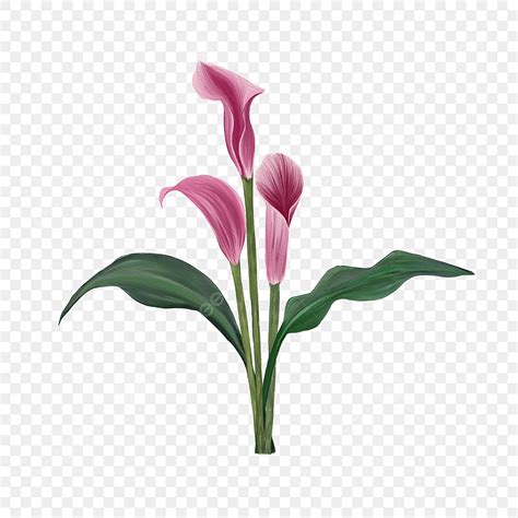 Calla Lily Clipart Transparent Background Watercolor Blooming Plant