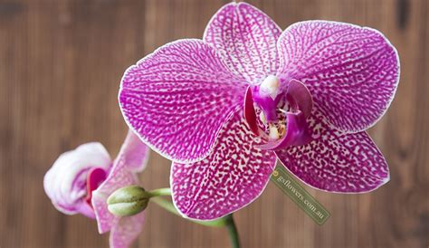 What Does Purple Orchid Flower Symbolize G And S Flower Melbourne