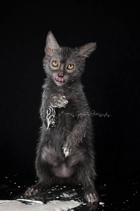 Rare cats cats and kittens lykoi cat werewolf cat american bobtail cat oriental cat funny animal photos feral cats wild dogs. Messes are fun! | Lykoi Cats https://www.facebook.com ...