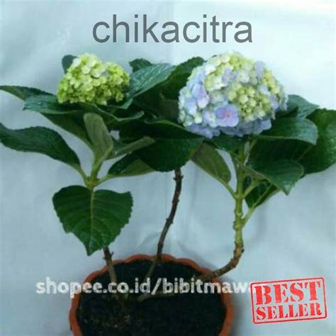 Jual Tanaman Hydrangea Hortensia Di Lapak Chika Citra Bukalapak